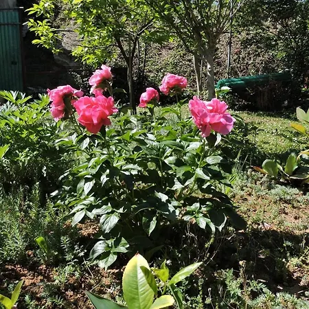 Apartma Sandra *